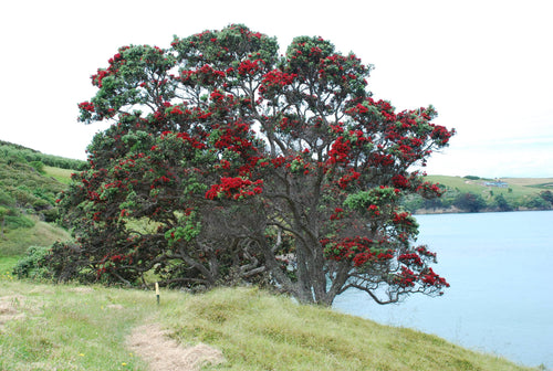Pohutukawa Tree