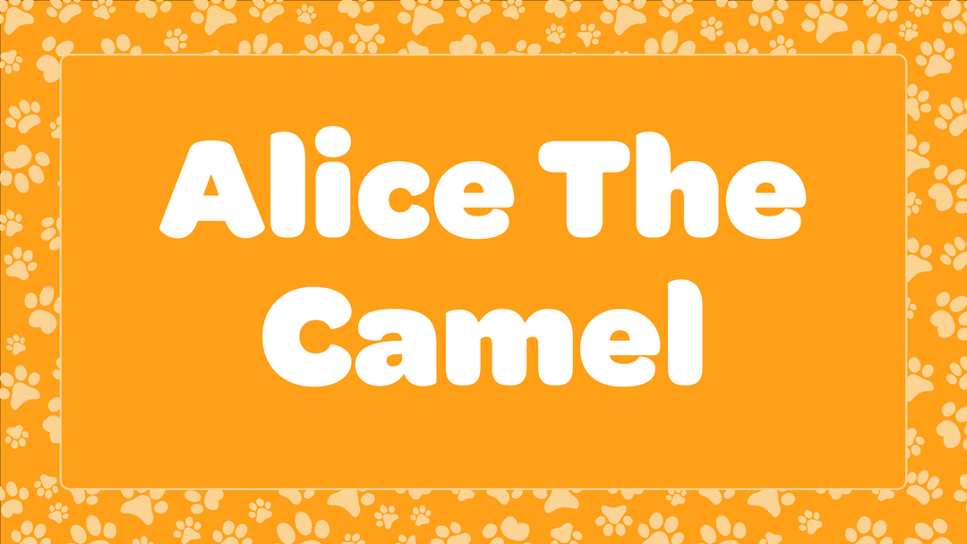 Alice The Camel