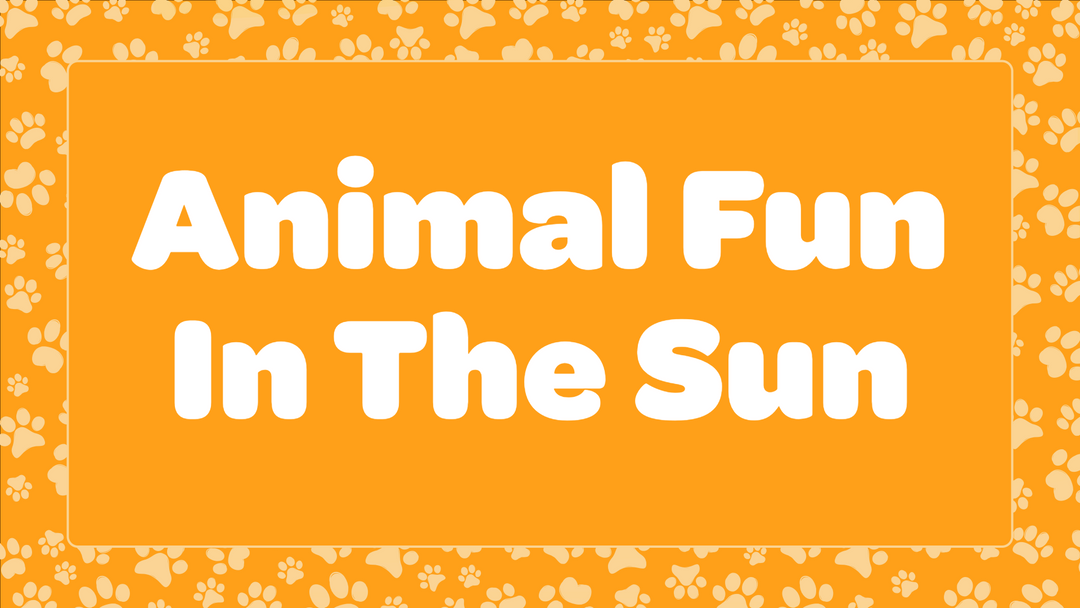 Animal Fun In The Sun